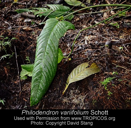 Philodendron variifolium from TROPICOS, Photo: David Stang