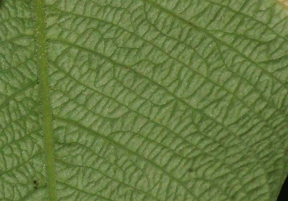 Philodendron albovirescens pubescens and rugose venation, looks like Philodendron corrugatum, Photo Copyright 2009, Steve Lucas, www.ExoticRainforest.com