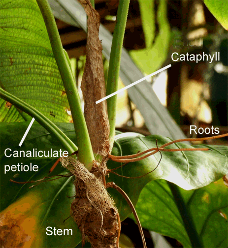 Philodendron albovirescens cataphyll, looks like Philodendron corrugatum, Photo Copyright 2009, Steve Lucas, www.ExoticRainforest.com