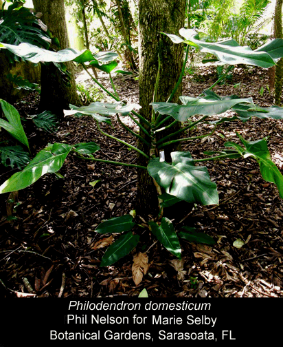 Philodendron domesticum, Photo Copyright 2008, Phil Nelson for Marie Selby Botanical Gardens, Sarasota, FL