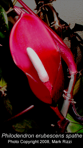 Philodendron erubescens inflorescence, Photo Copyright 2008, Mark Rizzi