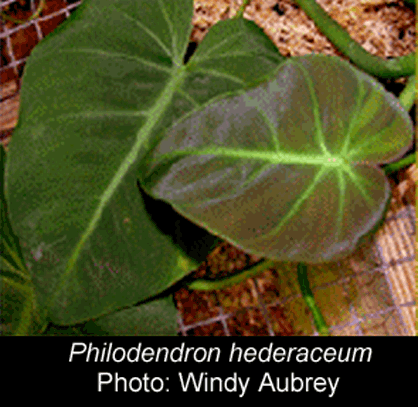 Philodendron hederaceum, Photo copyright 2006, Windy Aubrey