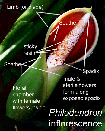 Spathe of Philodendron sagittifolium with explanation of details, Photo Copyright 2008, Steve Lucas, www.ExoticRainforest.com
