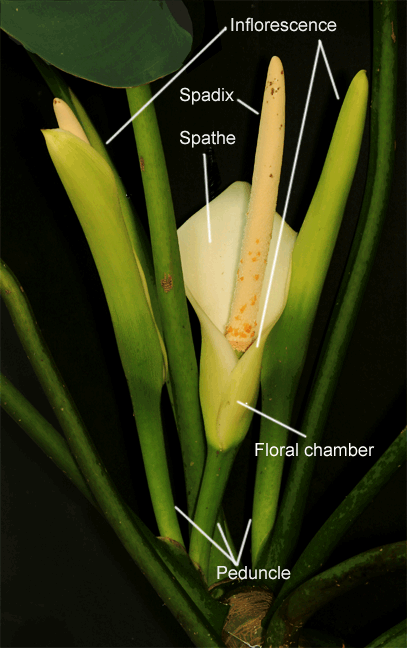 Philodendron renauxii Reitz inflorescence, spathe, spadix floral chamber, peduncles, Photo Copyright 2009, Steve Lucas, www.ExoticRainforest.com