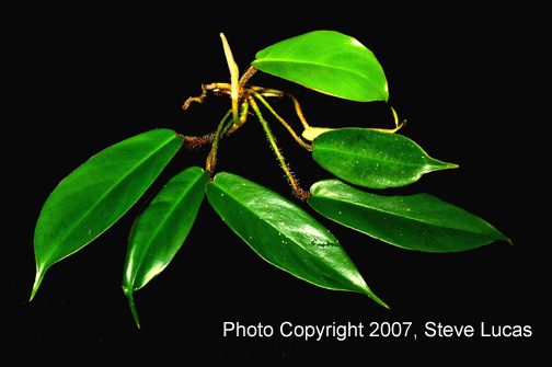 Philodendron squamiferum juvenile, Photo Copyright 2007, Steve Lucas, www.ExoticRainforest.com