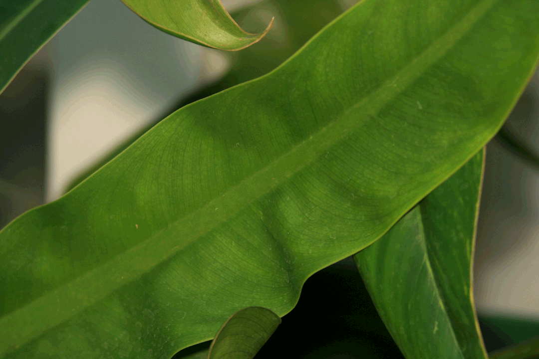 Philodendron crassinervium Lindl., Photo Copyrigght Steve Lucas, www.ExoticRainforest.com