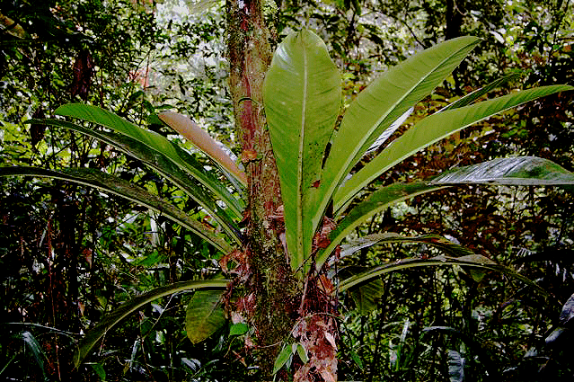 Philodendron insigne Schott Photo Copyright 2008, Joep Moonen, French Guiana