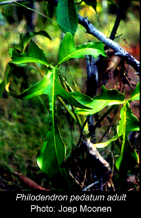 Philodendron pedatum, Copyright 2007, Joep Moonen
