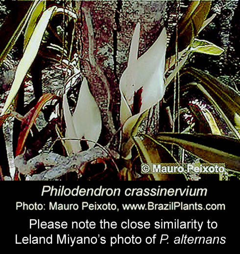 Philodendron crasinervium inflorescence, Mauro peixoto