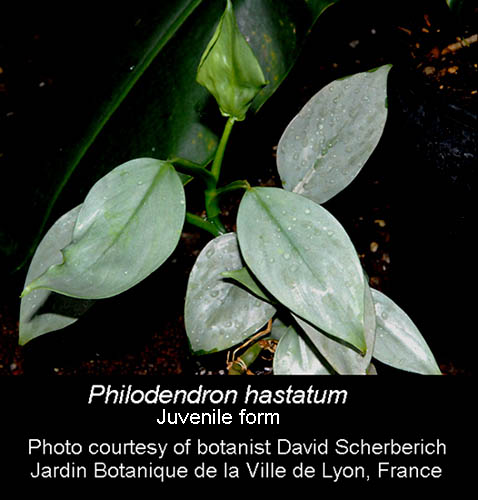 Philodendron hastatum juvenile form Photo Copyright David Scherberich, (NOT Philodendron domesticum)