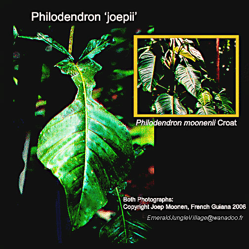 Philodendron 'joepii' and Philodendron moonenii, Photos Copyright Joep Moonen, www.ExoticRainforest.com