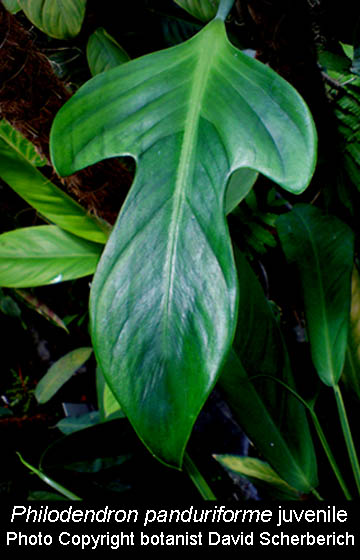 Philodendron panduriforme, Photo Copyright botanist David Scherberich