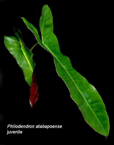 Philodendron atabapoense juvenile, Photo Copyright 2002, Steve Lucas, www.ExoticRainforest.com