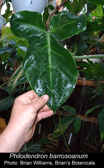 Philodendron barrosoanum, Photo Copyright 2008, Brian Williams, Brian's Botanicals