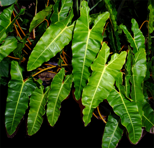 Philodendron billietiae