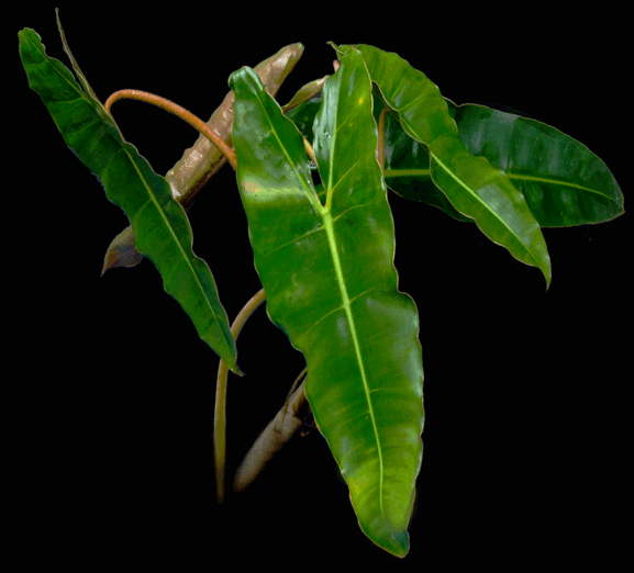 Philodendron billietiae is from French Guiana and rare.