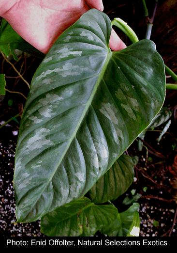 Philodendron brandtianum, often confused with Philodendron variifolium, Photo Copyright Enid Offolter, Natural Selections Exotics