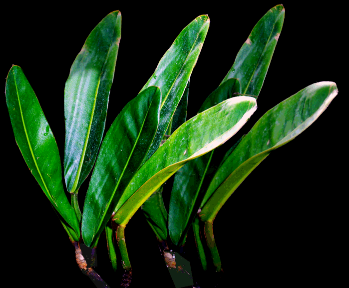 Philodendron callosum