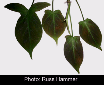 Philodendron camposportoanum Copyright Russ Hammer