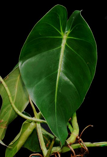 Philodendron cordatum Kunth, Philodendron Angra dos Reis, Photo Copyright 2008, Steve Lucas, www.ExoticRainforest.com