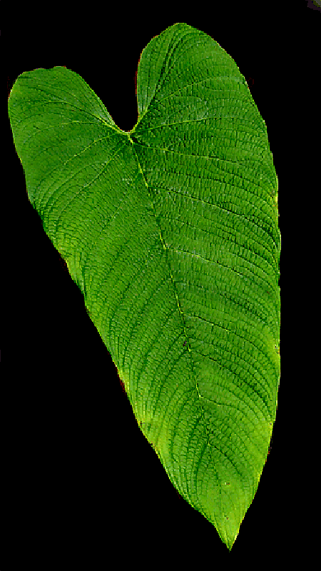 Philodendron albovirescens, looks like Philodendron corrugatum, Photo Copyright 2009, Steve Lucas, www.ExoticRainforest.com