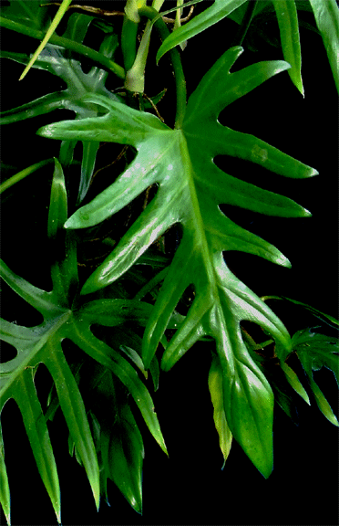 Philodendron elegans, Photo Copyright 2007, Steve Lucas, www.ExoticRainforest.com
