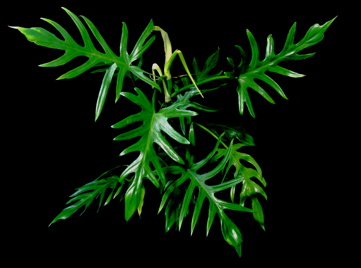 Philodendron elegans K. Krause, Photo Copyright 2007, Steve Lucas, www.ExoticRainforest.com