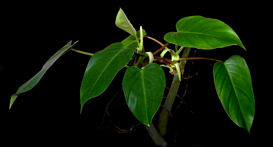 Blushing philodendron