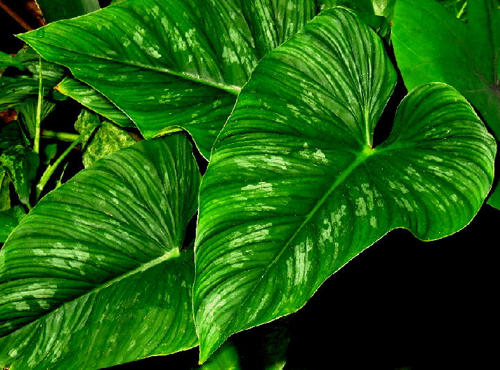 Philodendron mamei, Photo Copyright 2006, Steve Lucas, www.ExoticRainforest.com