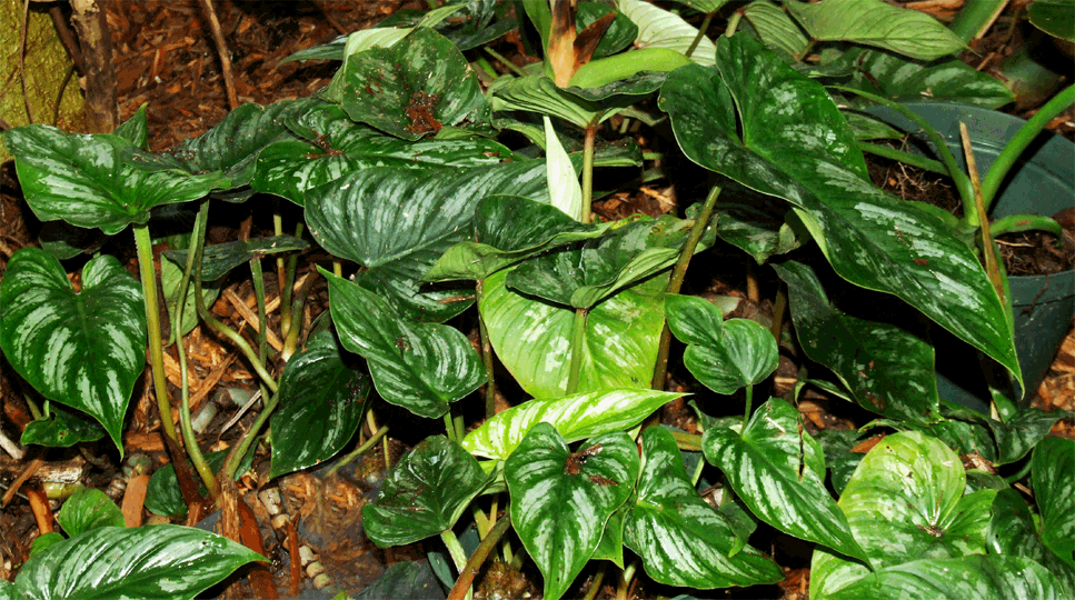 Philodendron mamei, Photo Copyright 2008, Steve Lucas, www.ExoticRainforest.com