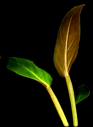 Philodendron melinonii from French Guiana, northern Brazil, Suriname and Venezuela