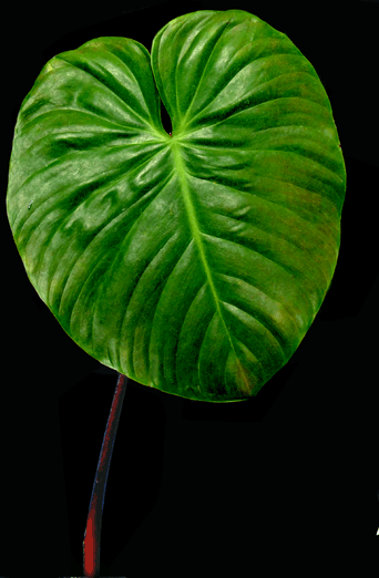 Philodendron nangaritense Croat, Photo Copyright 2007, Steve Lucas, www.ExoticRainforest.com