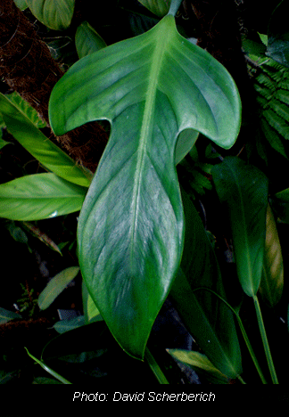 Philodendron panduriforme, Copyright David Scherberich