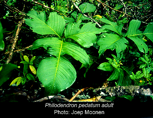Philodendron pedtum, Copyright 2007, Joep Moonen
