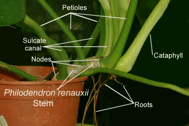 Philodendron renauxii Reitz, stem and petioles,  Photo Copyright 2009, Steve Lucas, www.ExoticRainforest.com