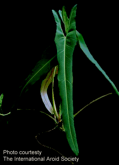 Philodendron spiritus-sancti Photo courtesy the International Aroid Society