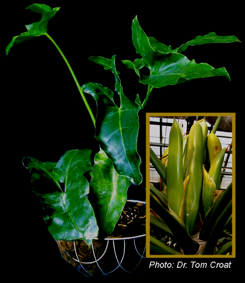 Philodendron stenolobum Copyright 2007, Steve Lucas, inset copyright Dr. Tom Croat