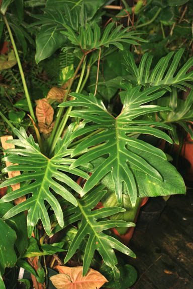 Philodendron xanadu, Photo Copyrgith 2010 Steve Lucas, www.ExoticRainforest.com