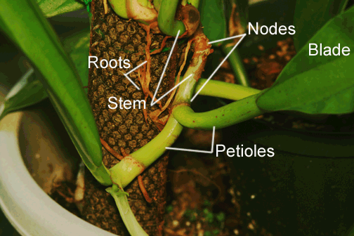 Philodendron crassinervium stem, nodes, internodes, roots, Photo Copyright Steve Lucas, www.ExoticRainforest.com