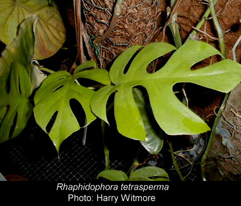 Rhaphidophora tetrasperma, Photo Copyright 2008, Harry Witmore