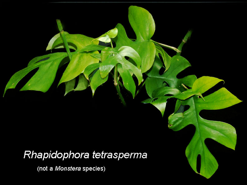 Rhaphidophora tetrasperma Hook. f., a variable species, NOT a MONSTERA, Photo Copyright 2009, Steve Lucas, www.ExoticRainforest.com