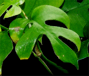 Rhaphidophora tetrasperma small blade Copyright 2008 Steve Lucas