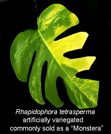 Rhapidophora tetrasperma sold incorrectly as Monstera deliciosa, www.ExoticRainforest.com