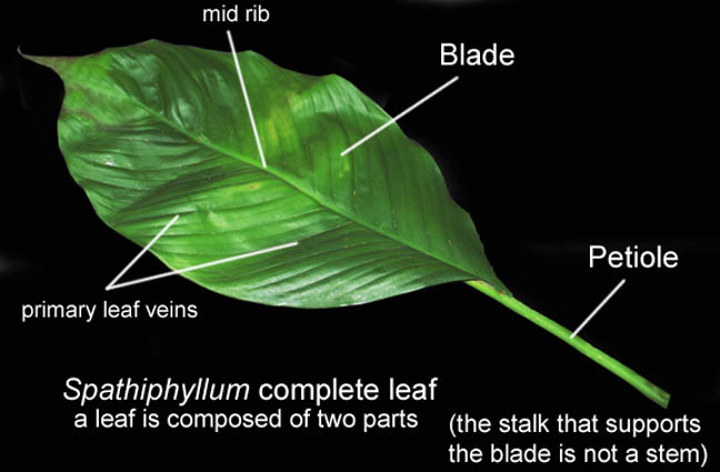 Spathiphyllum complete leaf including petiole, Photo Copyright 2010 Steve Lucas www.ExoticRainforest.com