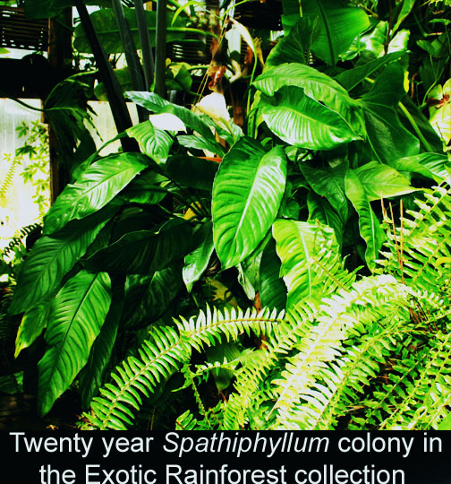 Spathiphyllum colony in the ExoticRainforest collection, Photo copyright 2010 Steve Lucas, www.ExoticRainforest.com