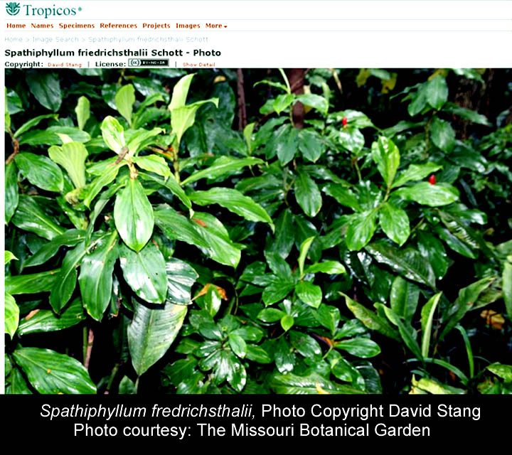 Spathiphyllum friendrichsthalii, Photo Copyright David Stang, courtesy the Missouri Botanical Garden
