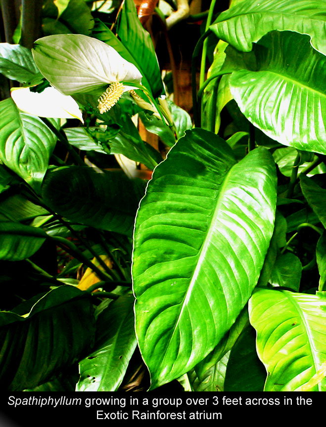 Spathiphyllum in 20 year old cluster growing in the Exotic Rainforest artium, Photo Copyright Steve Lucas, www.ExoticRainforest.com