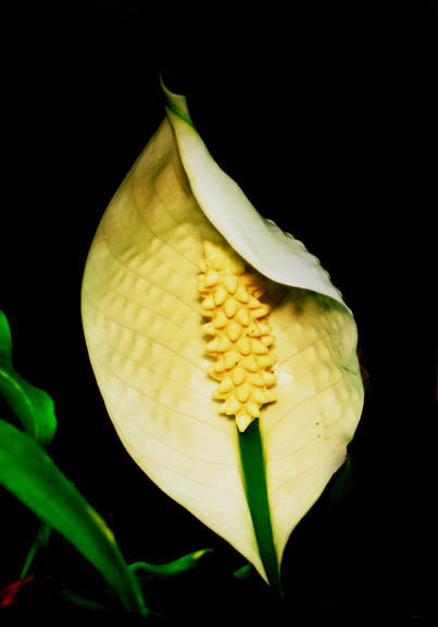 Spathiphyllum inflorescence, Peace Lily "Flower", Photo Copyright 2010 Steve Lucas, www.ExoticRainforest.com