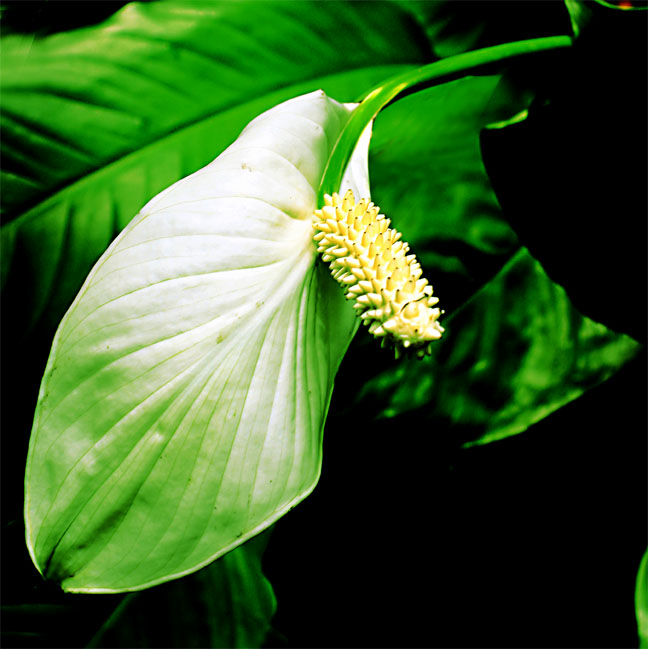 Spathiphyllum inflorescence, species unknown, Photo Copyright 2010 Steve Lucas, www.ExoticRainforest.com