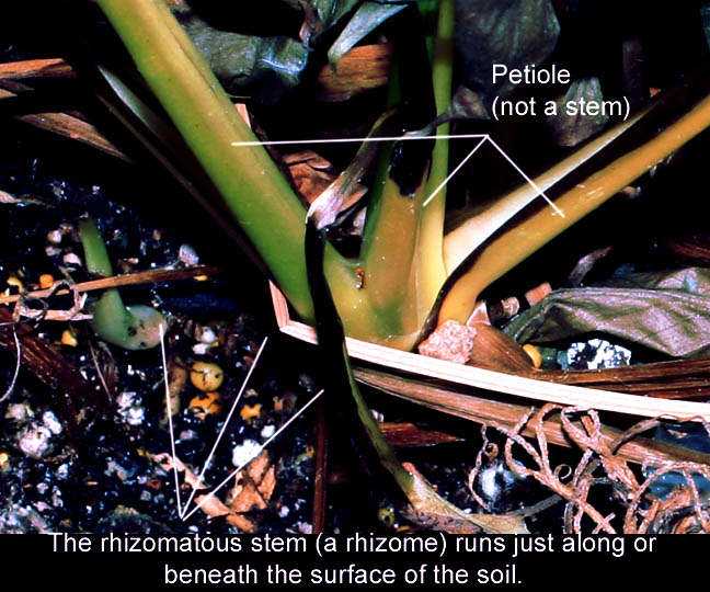 Rhizome stem and petiole of Spathiphyllum species.  Photo Copyright 2010 Steve Lucas, www.ExoticRainforest.com